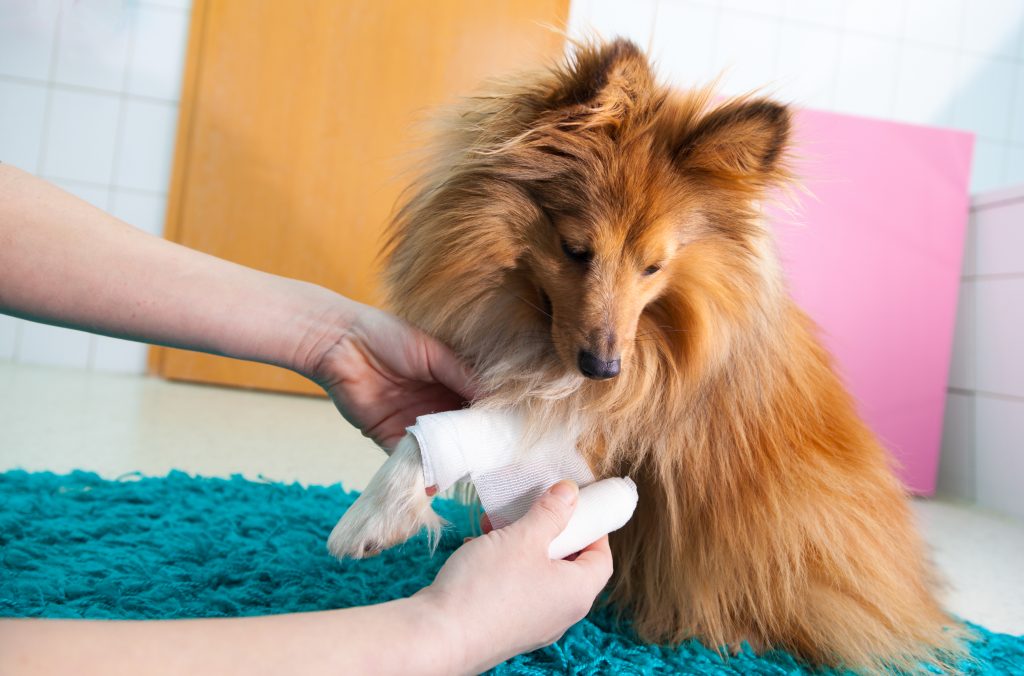 Pet First Aid Tips