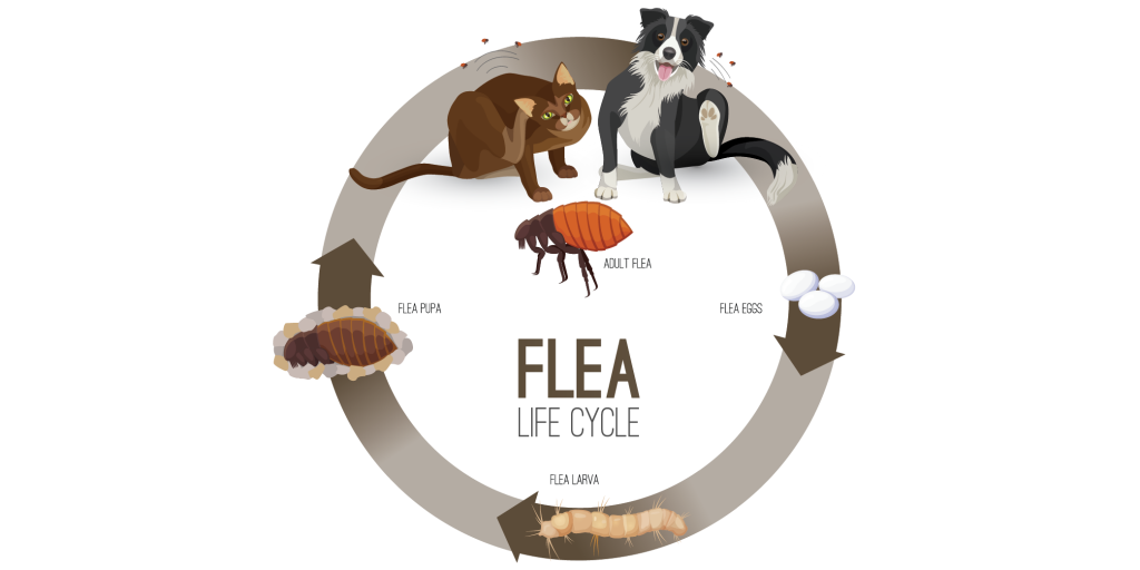 Showing the Flea life cycle. From fleas laying eggs, the eggs becoming flea larvae and then into flea pupae before becoming an adult flea, completing the cycle.