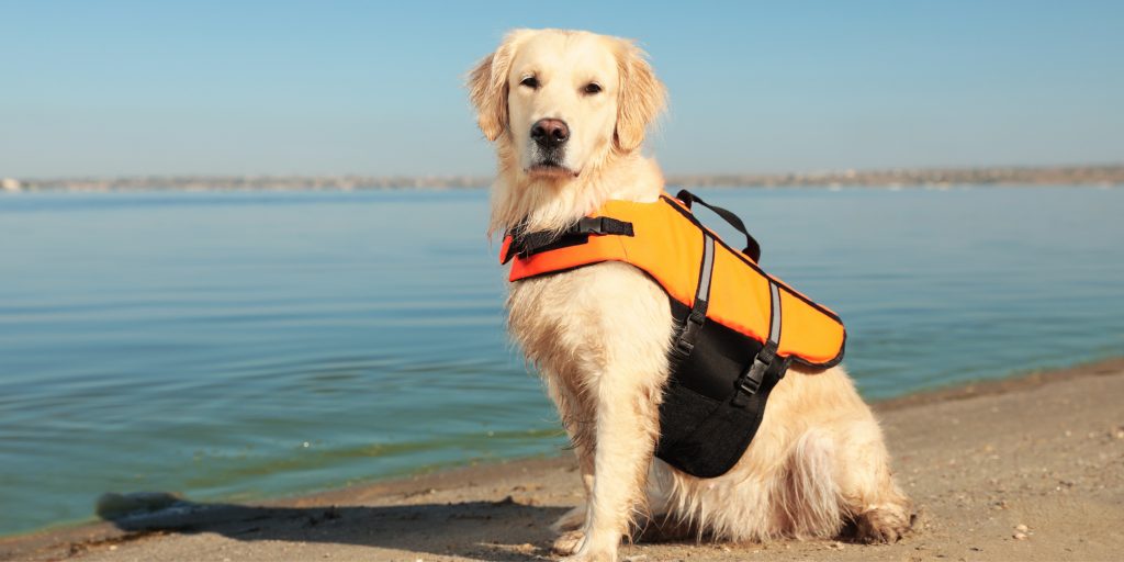 Water Safety Tips for Pet Parents