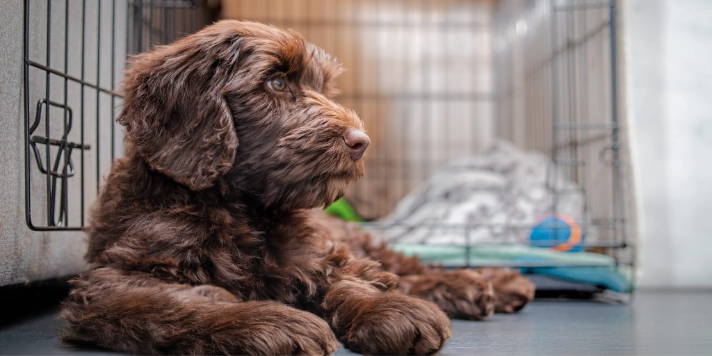 Crate Training Made Easy