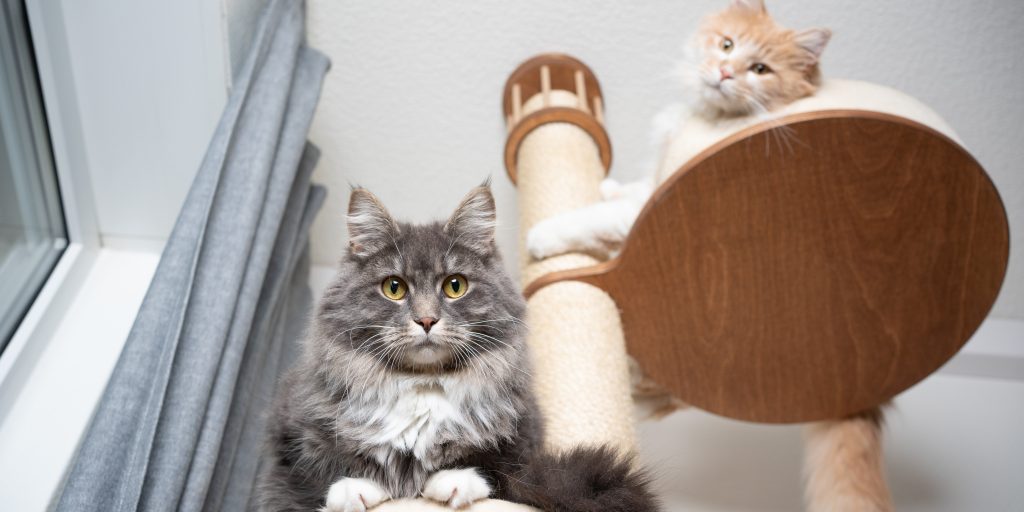 Seven Perks of Cat Trees & Perches