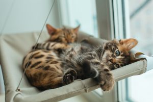 two kittens in windowsill perch