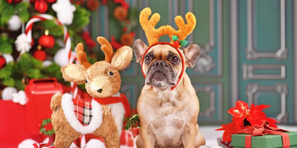 Holiday Pet Traditions